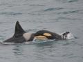 Ocra (killer whale) and baby orca